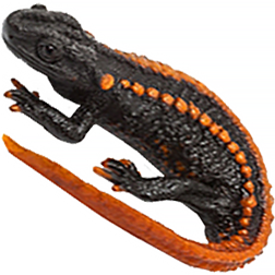 Chinese Emperor Newt